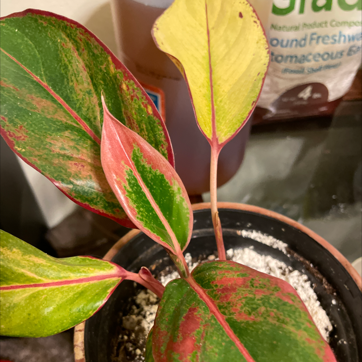 Chinese Evergreen plant photo by @AngieMay2013 named Evil on Greg, the plant care app.