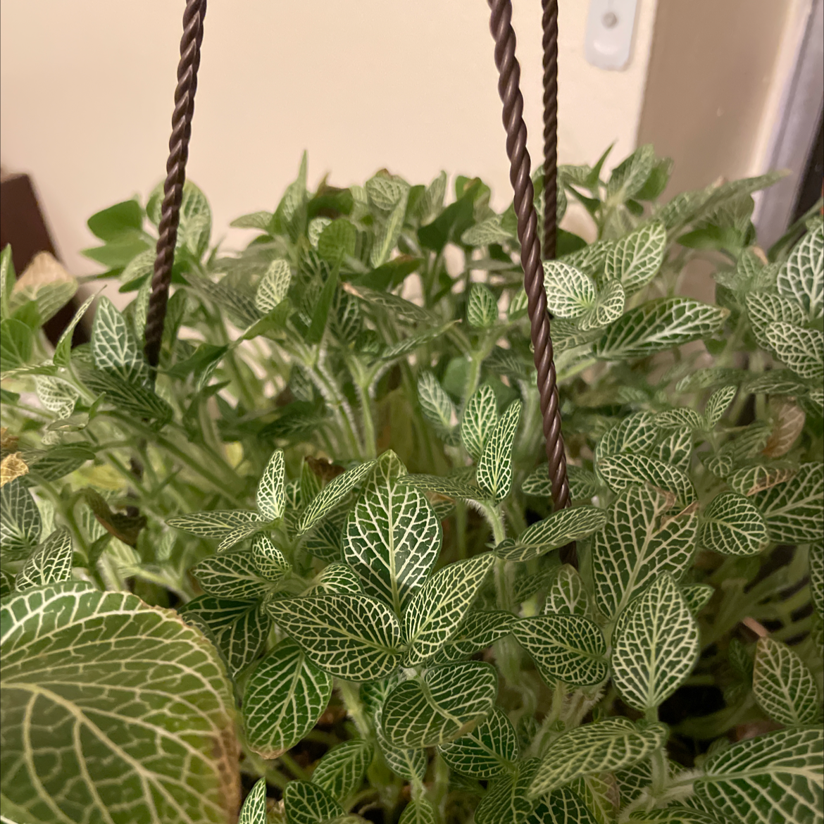 Nerve Plant plant photo by @AngieMay2013 named Minerva on Greg, the plant care app.