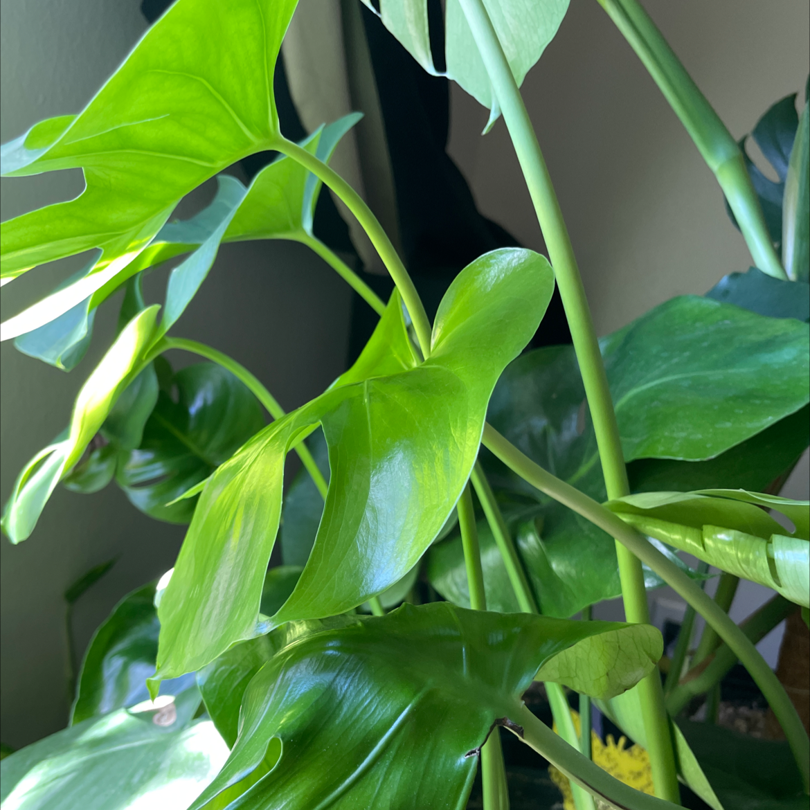 Monstera plant photo by @AngieMay2013 named Prince on Greg, the plant care app.