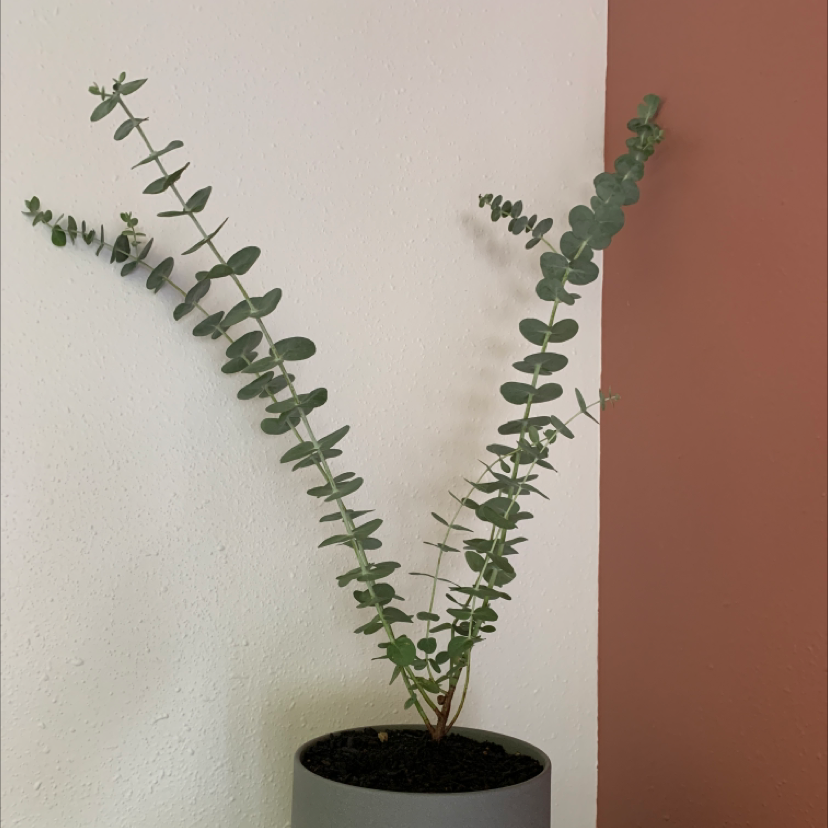 A healthy potted Silver Dollar Tree with round, silvery leaves photographed against a plain background.