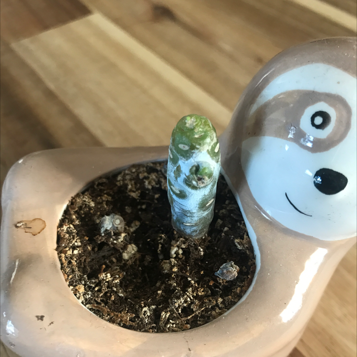 Blue Chalksticks plant in a decorative pot with visible soil and some discoloration at the top.