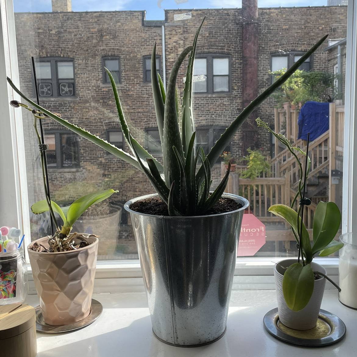 Aloe vera plant photo by @Calen named Allie on Greg, the plant care app.