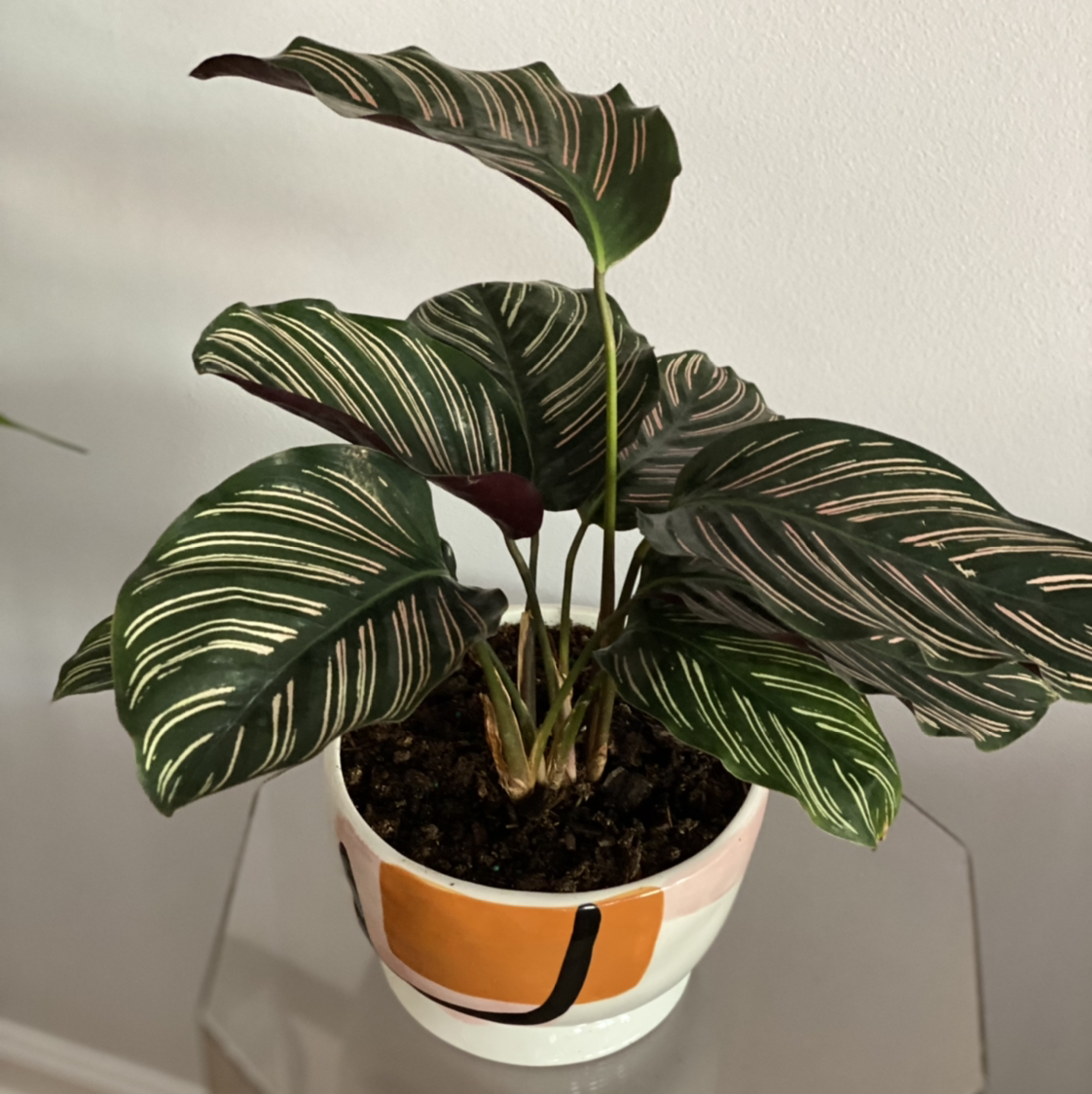 Pinstripe Calathea plant photo by @Calen named Vivian on Greg, the plant care app.