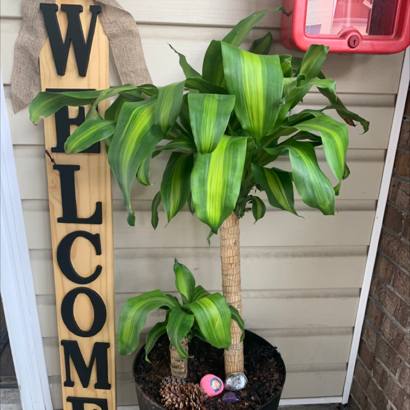 Photo of the plant species Cornstalk Dracaena by @Darrbiek named Cornball on Greg, the plant care app