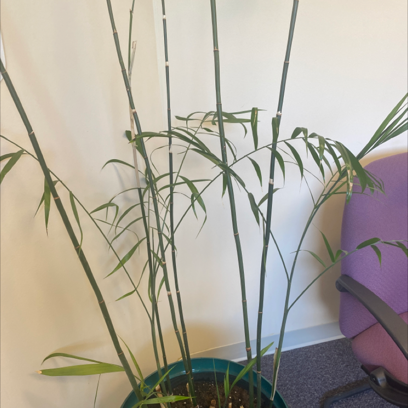 Bamboo Palm plant in a pot indoors with slender stems and narrow leaves.