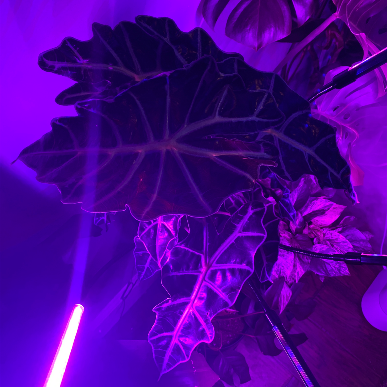 Closeup of vibrant Caladium 'Heart of Jesus' leaves with dark green and magenta coloring, highlighted by neon purple lighting.