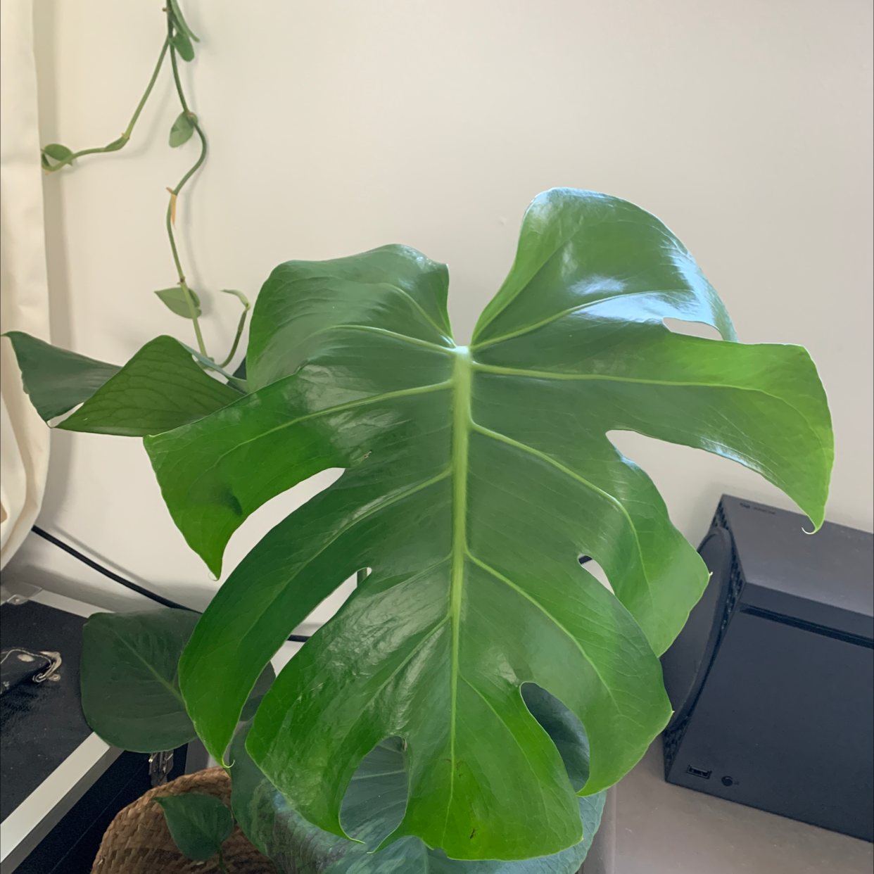 Monstera plant photo by @botanyrenn named Jazz on Greg, the plant care app.
