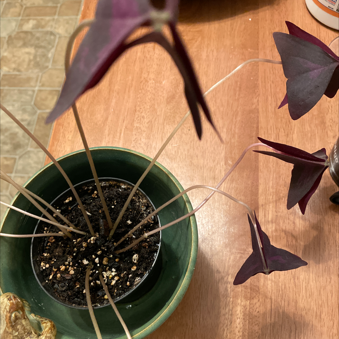 Healthy purple shamrock plant in teal pot with paper butterflies on wood surface, showing rich purple triangular leaves.