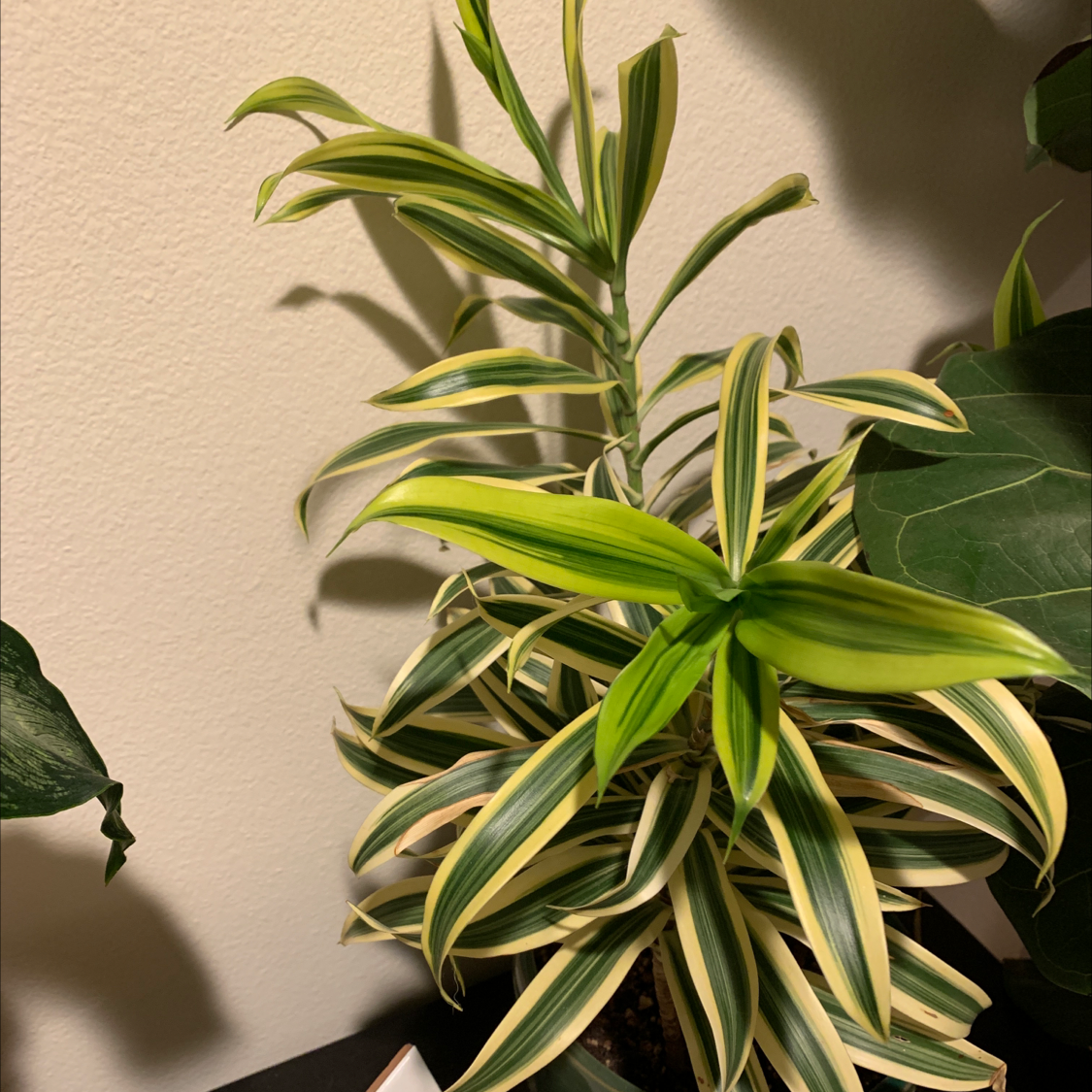 Healthy Song of India plant with vibrant green and yellow striped leaves, no signs of discoloration or disease.