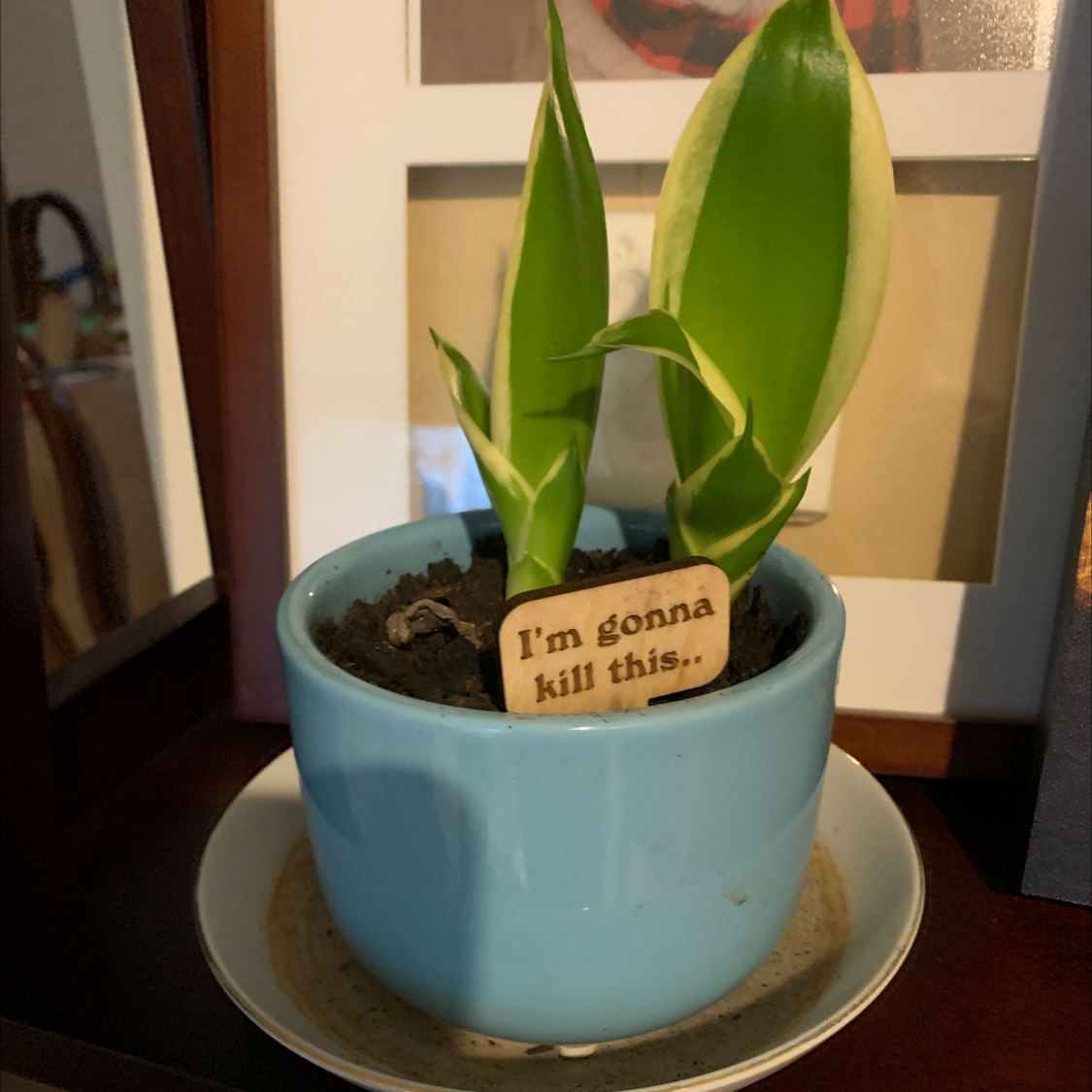 Bird's Nest Snake Plant in a blue pot with a humorous sign.