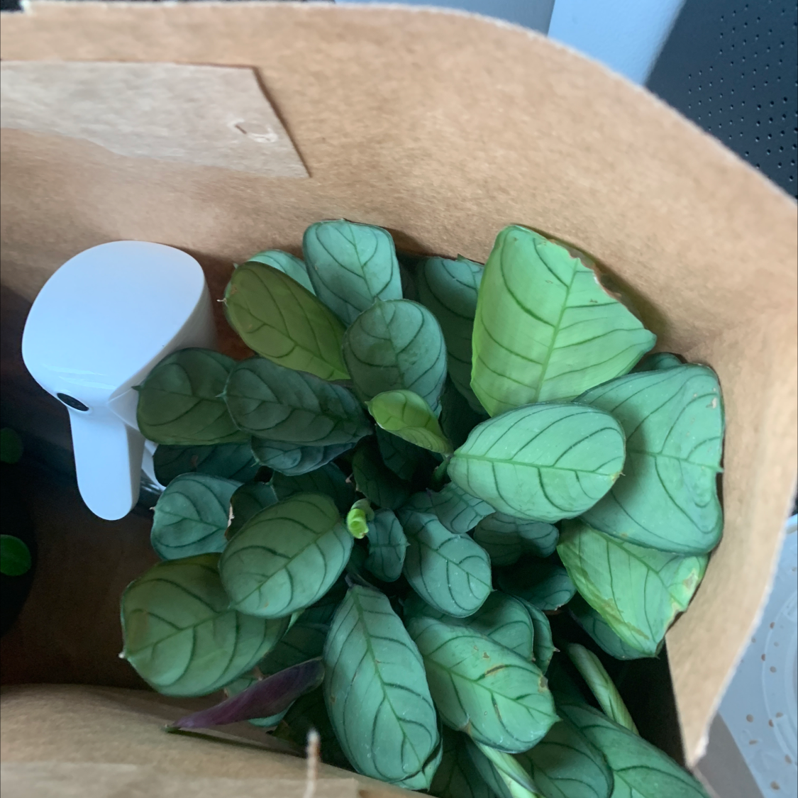 Never Never Plant with healthy green leaves inside a paper bag, next to a white spray bottle.