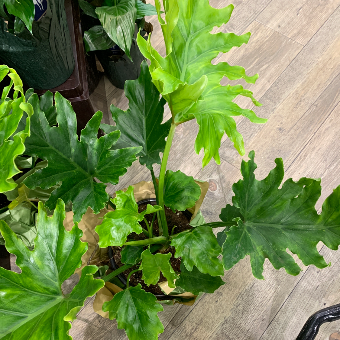 Healthy Split Leaf Philodendron with vibrant green leaves in a pot.