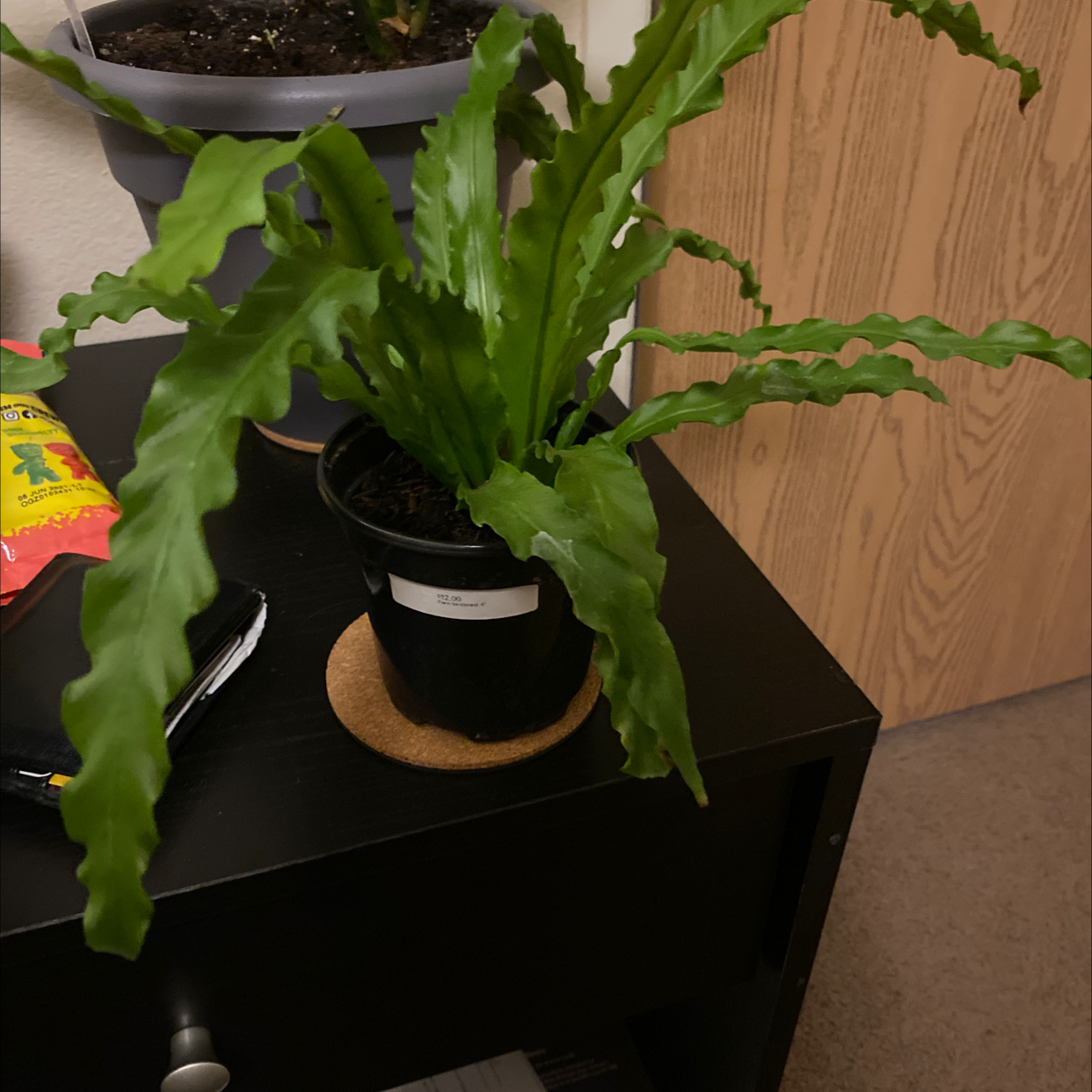 Healthy Bird's Nest Fern with lush green wavy fronds in a circular rosette, in a black plastic pot on a wooden surface.