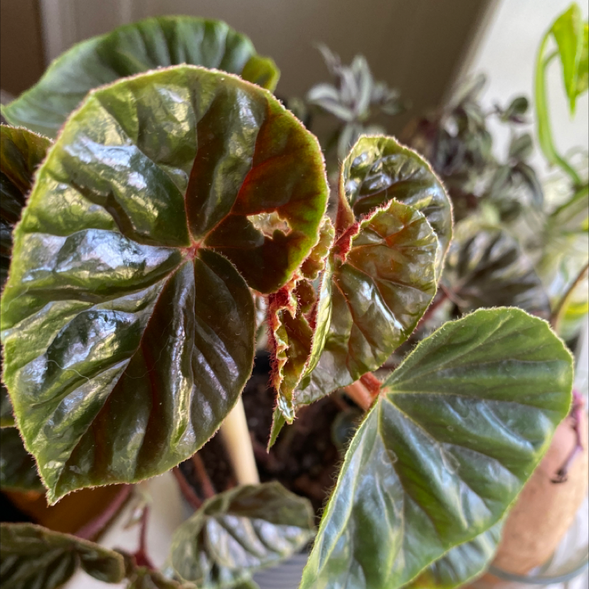 Close-up of an Angel Wing Begonia plant with glossy, healthy leaves.