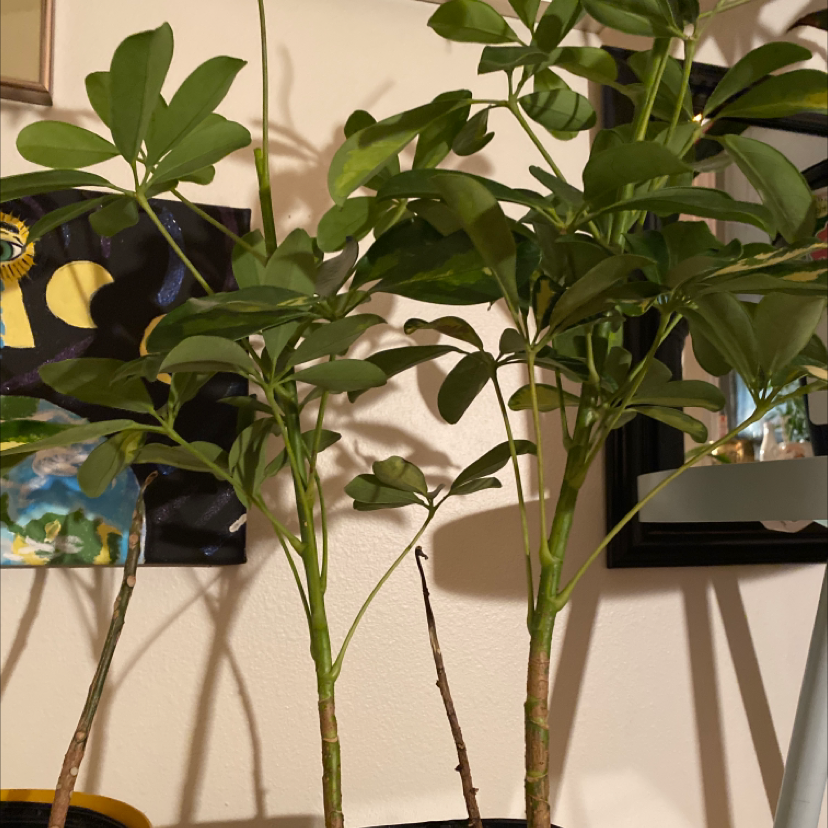 Healthy Umbrella Tree houseplant with glossy green compound leaves, no signs of discoloration or disease, in an indoor setting.