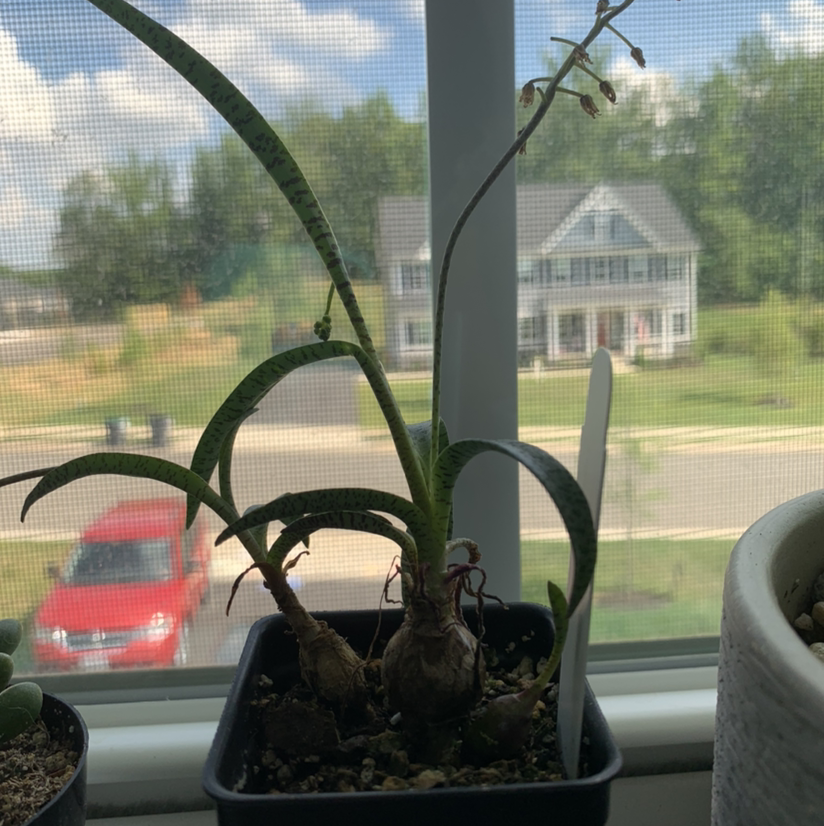 Photo of the plant species Zebra Silver Squill by Amara named ChloroPhil on Greg, the plant care app