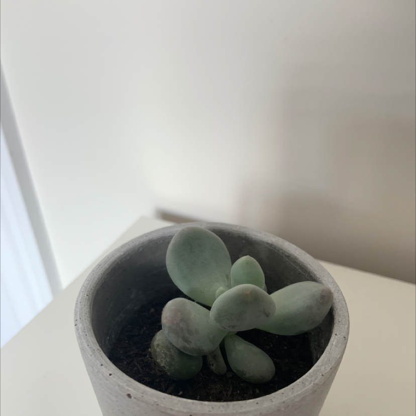 Photo of the plant species Lavender Pebbles by @nickchang13_ named Peaked Succulent on Greg, the plant care app