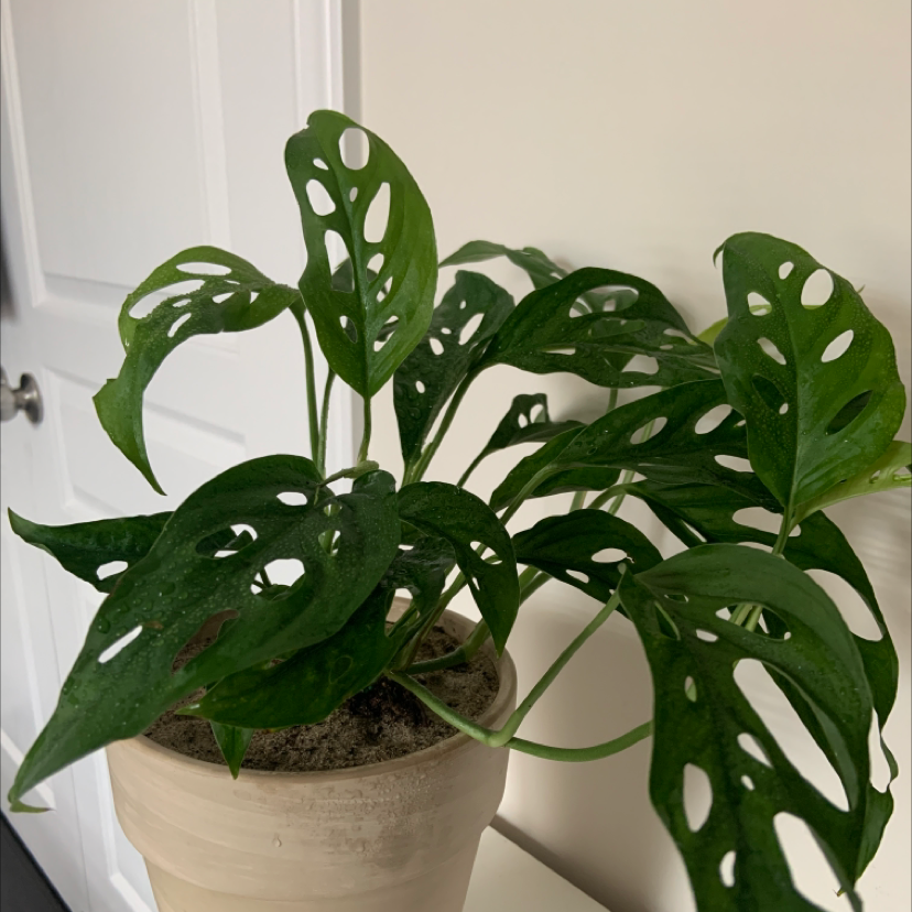 Window Leaf plant photo by @nickchang13_ named Monkey Mask on Greg, the plant care app.