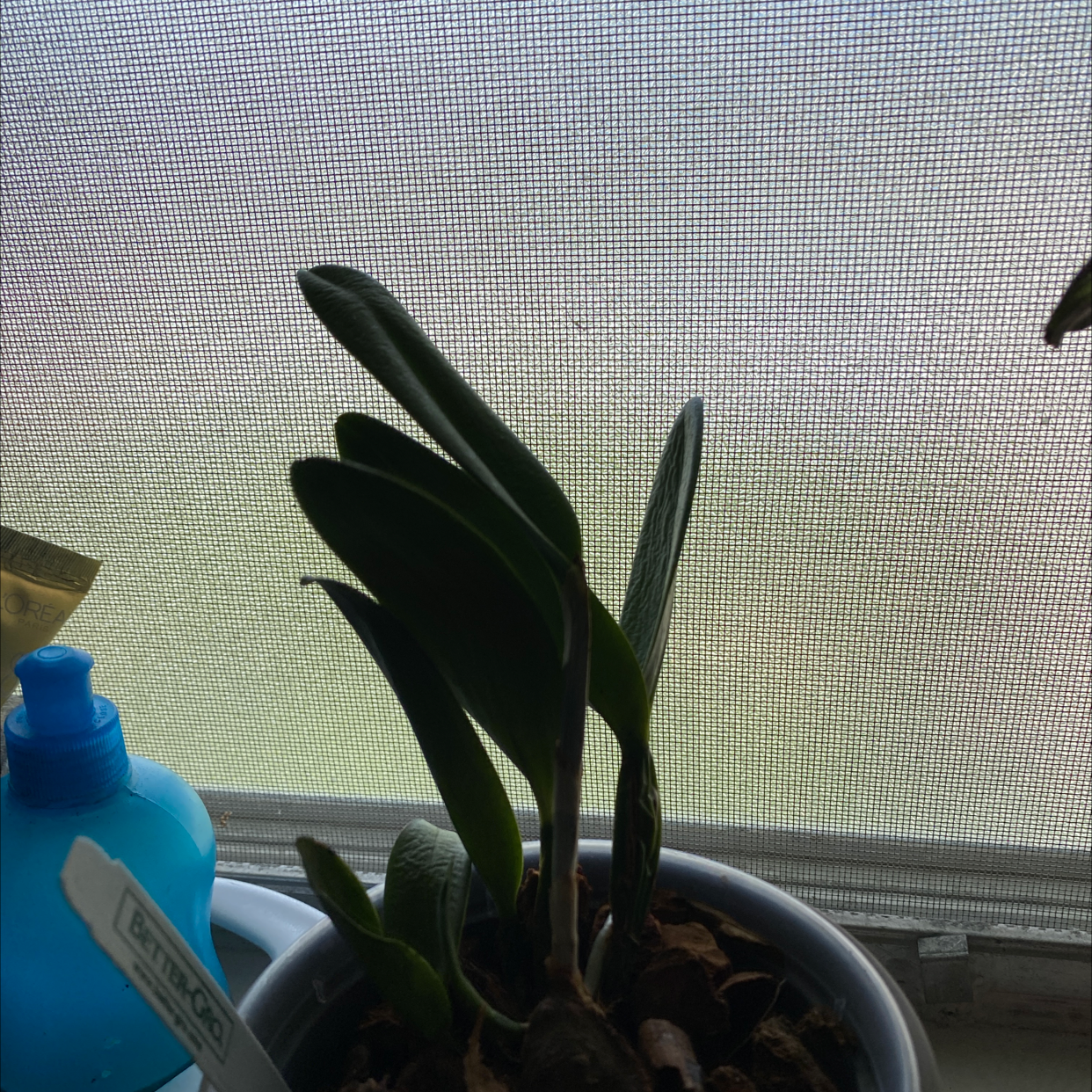 Photo of the plant species Cattleya schilleriana by Dorothy named Blue on Greg, the plant care app