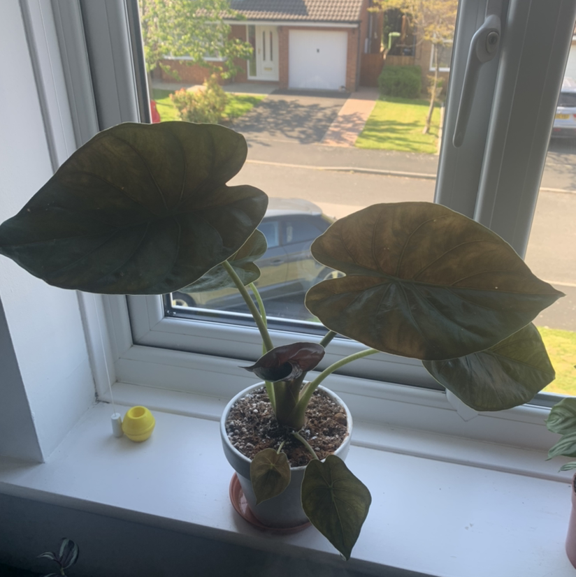 Potted New Guinea Shield plant with large, dark green leaves on a windowsill.