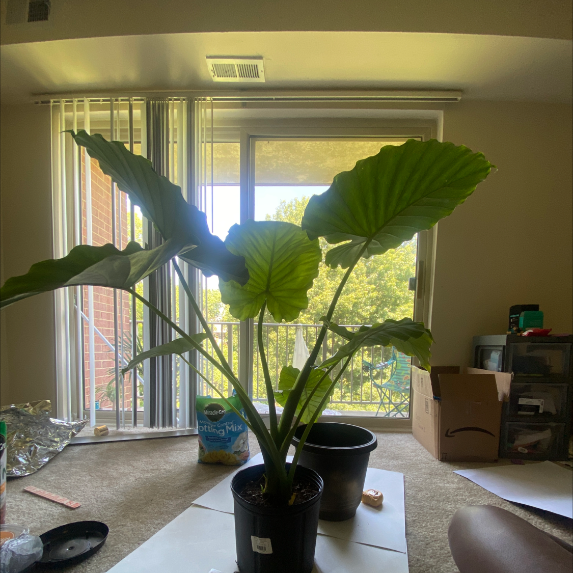 Propagating Your Arrowleaf Elephant Ear StepbyStep Guide