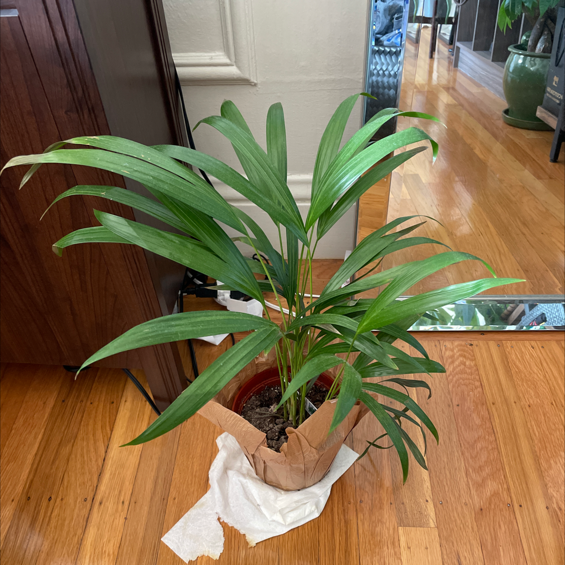 Healthy Ti Plant with vibrant green and red leaves, roots wrapped in white cloth, sitting on hardwood floor.