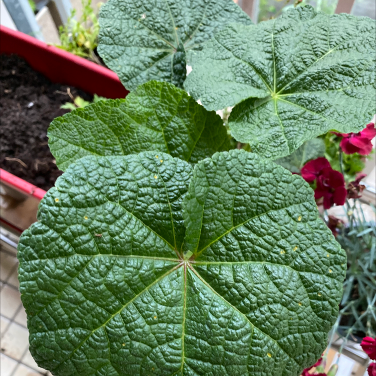 Hollyhock plant with large, textured green leaves and visible flowers.