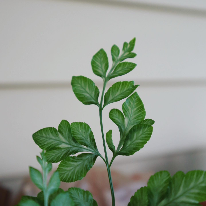 Healthy Brake Fern with vibrant green leaves.