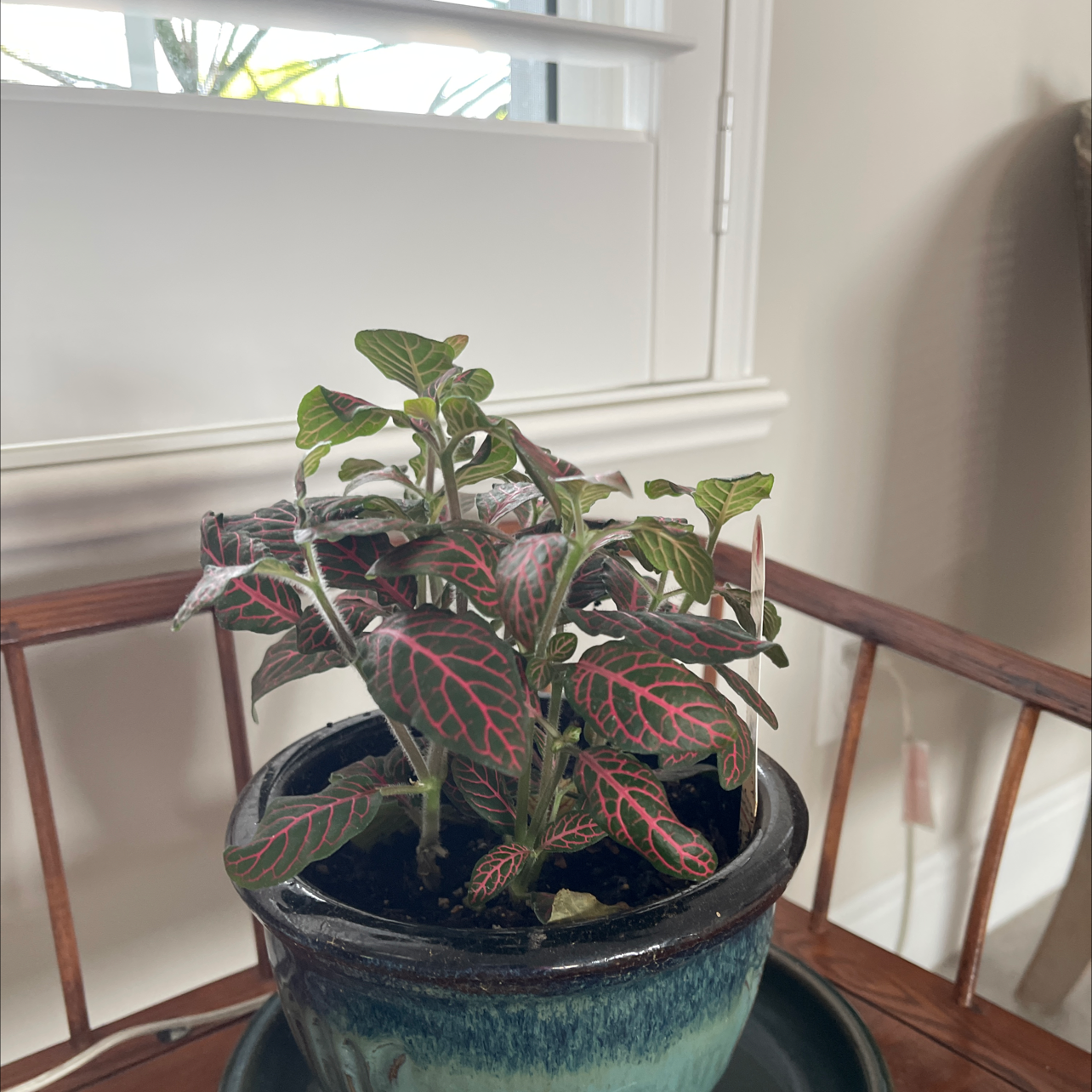 Nerve Plant plant photo by Leo named Fittonia orgyoneura Mini Red Vein on Greg, the plant care app.