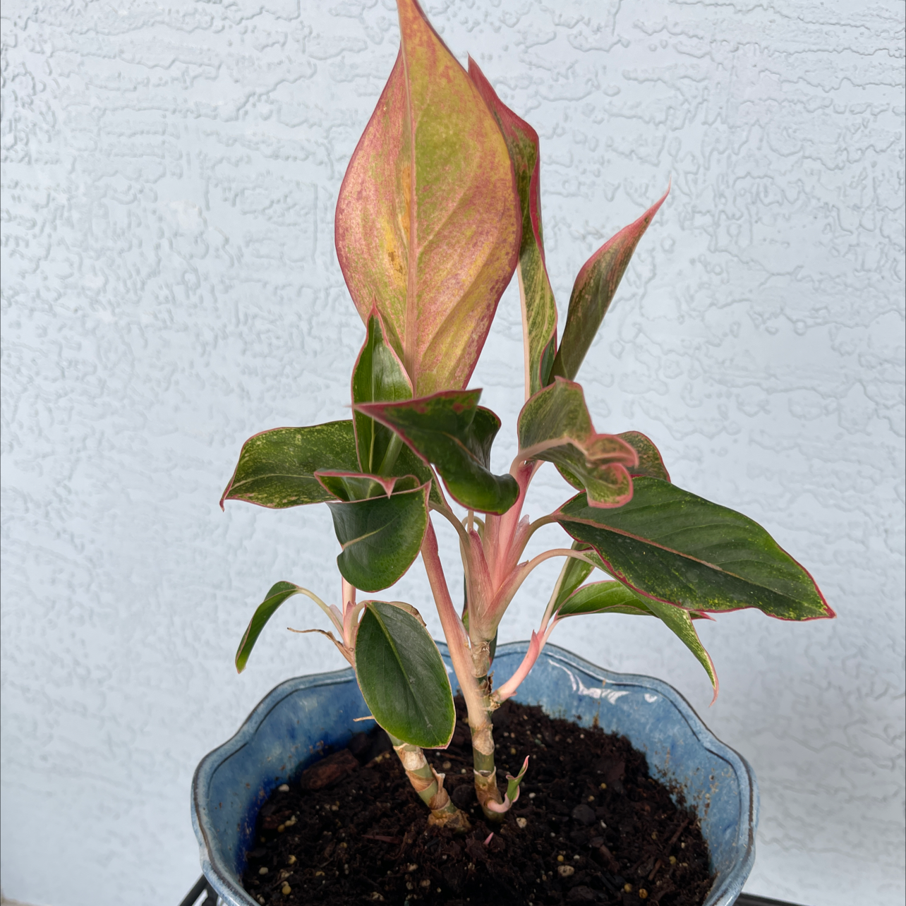Chinese Evergreen plant photo by Leo named Michael on Greg, the plant care app.
