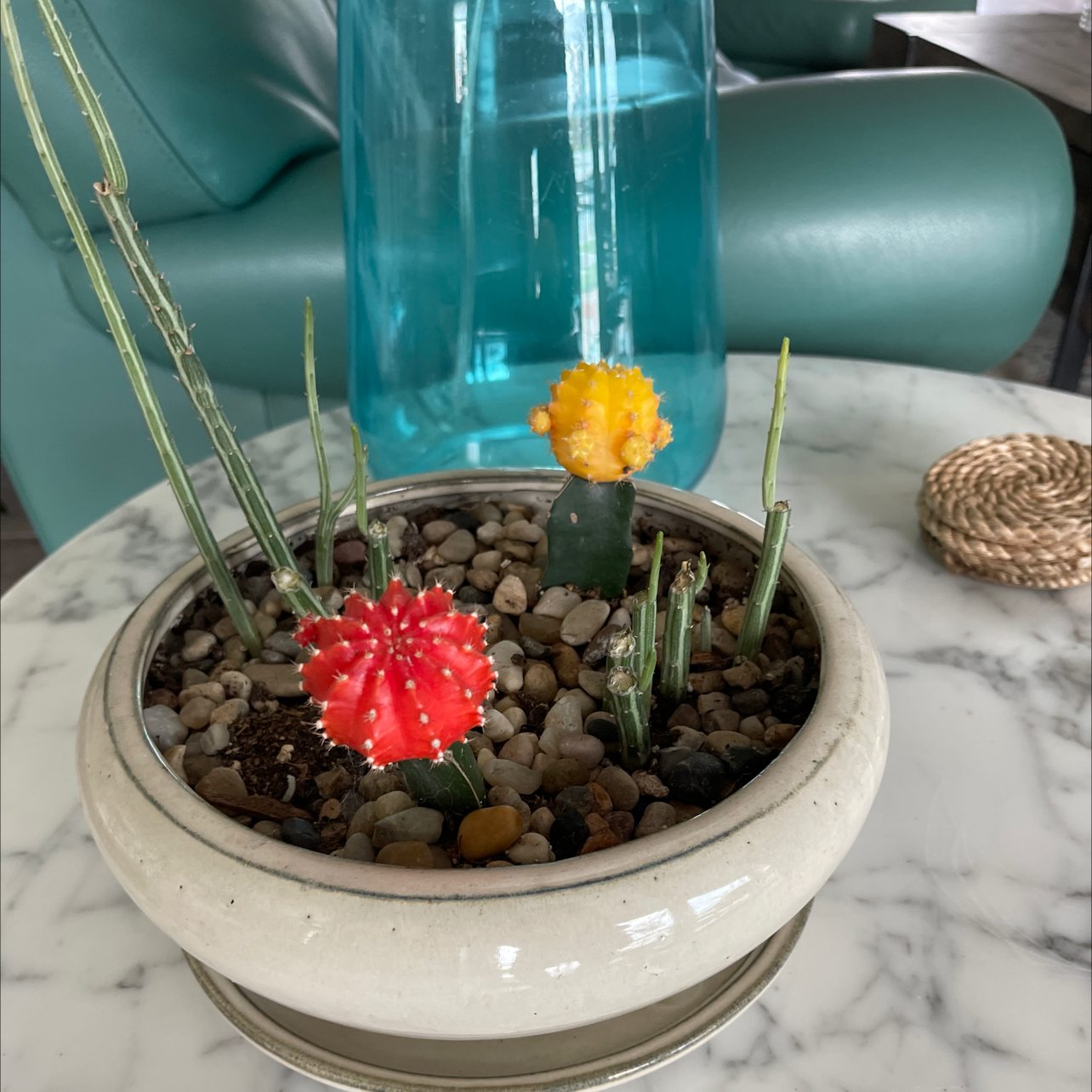 Moon Cactus plant photo by Leo named Succulents on Greg, the plant care app.