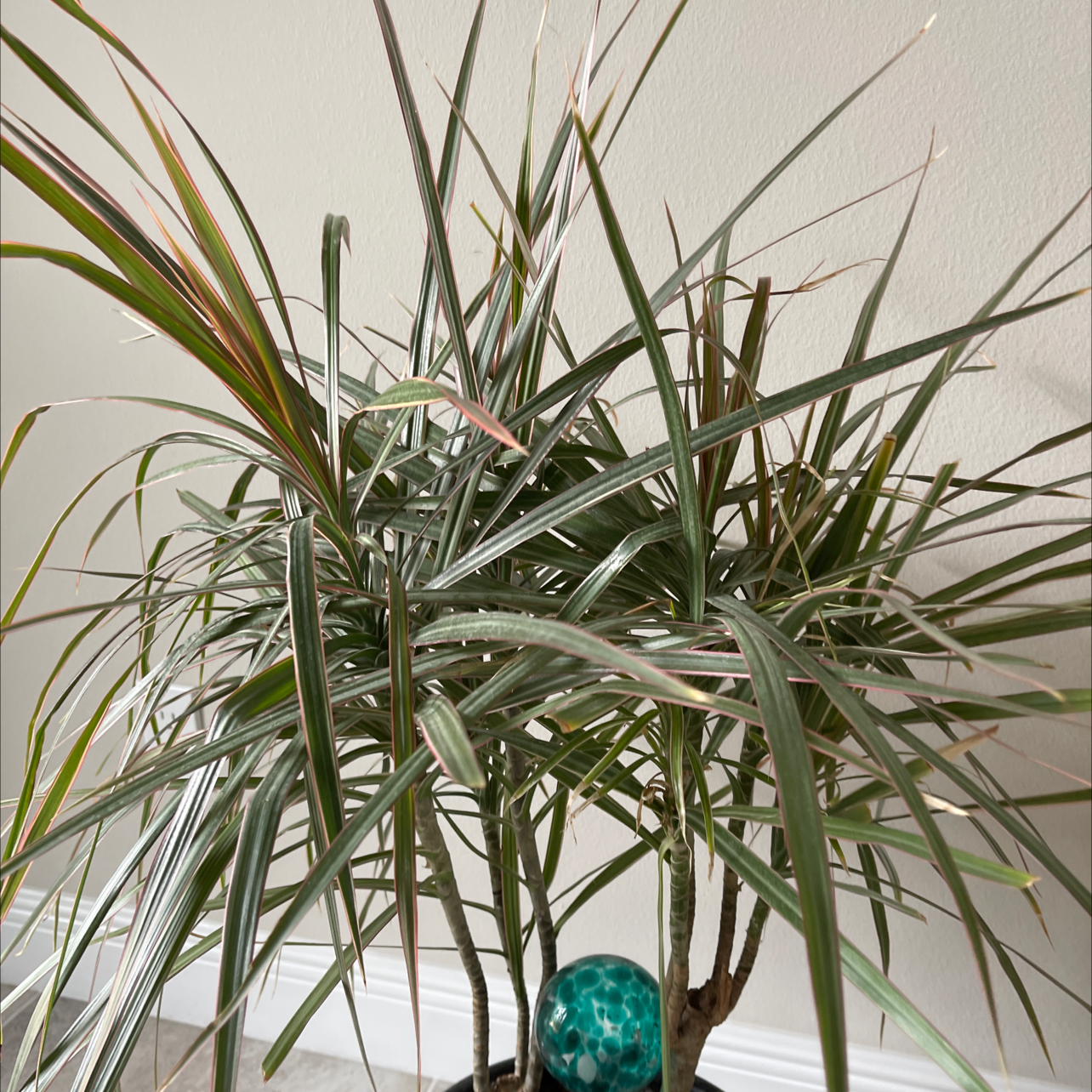 Dragon Tree plant photo by Leo named Michelle Branch on Greg, the plant care app.