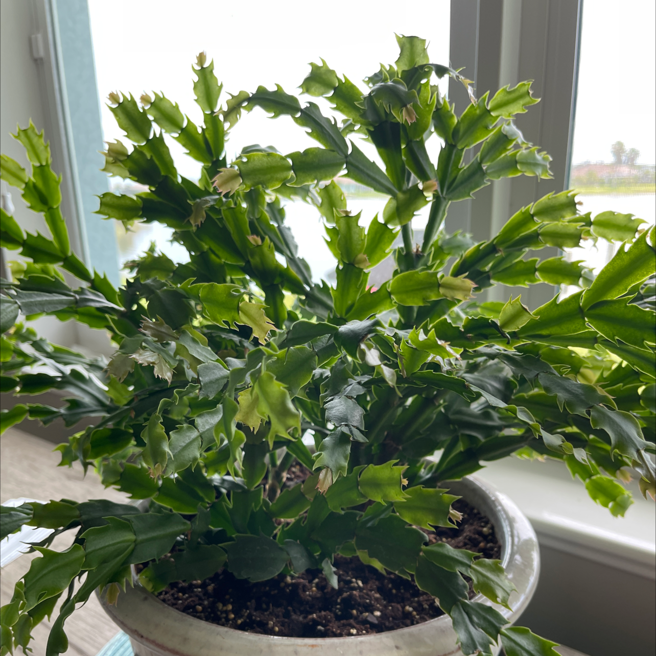 False Christmas Cactus plant photo by Leo named Christmas Cactus on Greg, the plant care app.