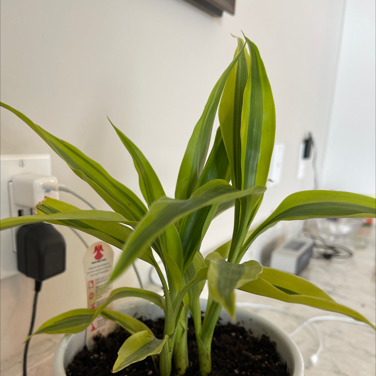 Lucky Bamboo plant photo by Leo named Dracoena Sanderiana on Greg, the plant care app.