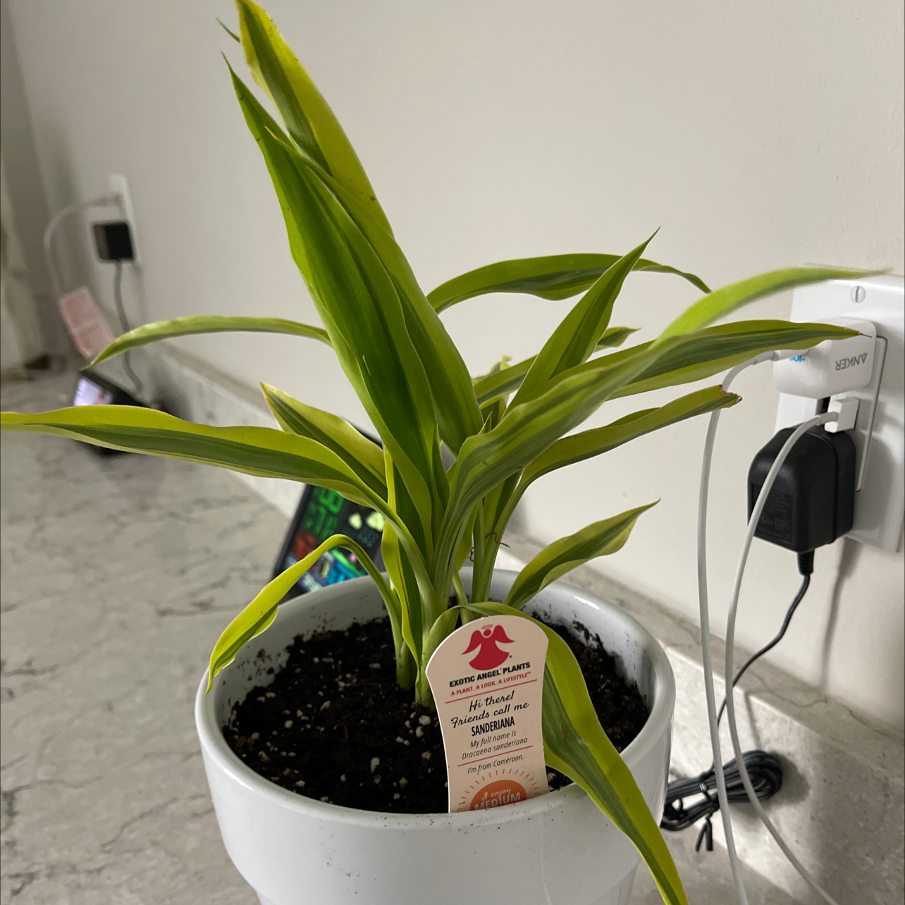 Cornstalk Dracaena plant photo by Leo named Sanderiana on Greg, the plant care app.