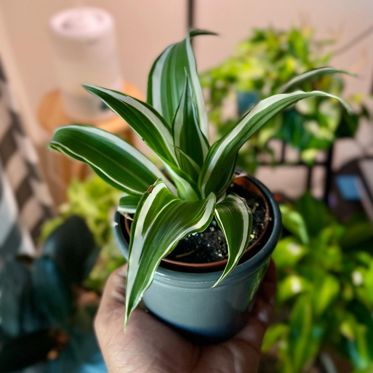 White Jewel Dracaena plant in a small pot, held by a hand, with visible soil.