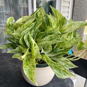Marble Queen Pothos plant photo by Idk_mybffwill named Queen Latreefa on Greg, the plant care app.