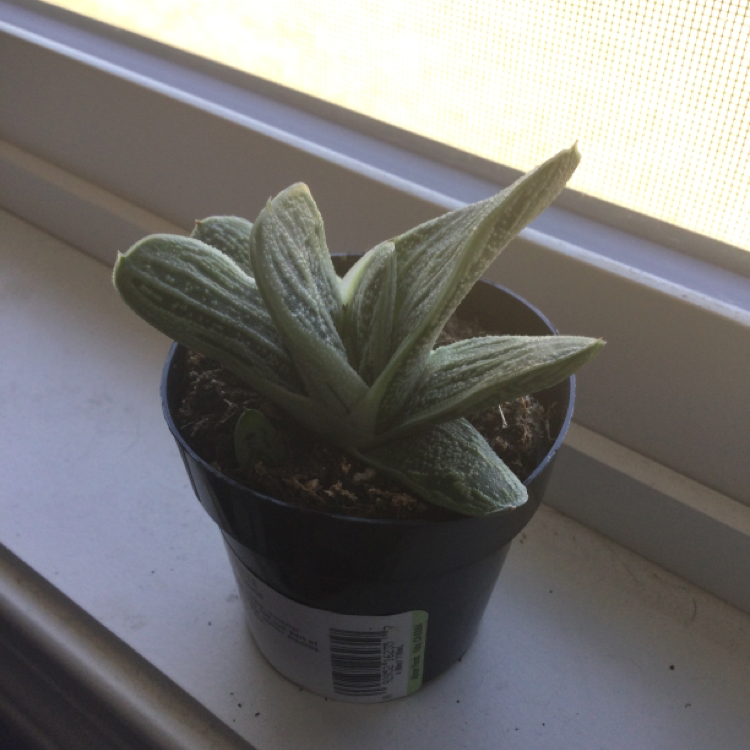 Gasteria 'Little Warty' plant in a black pot on a windowsill.