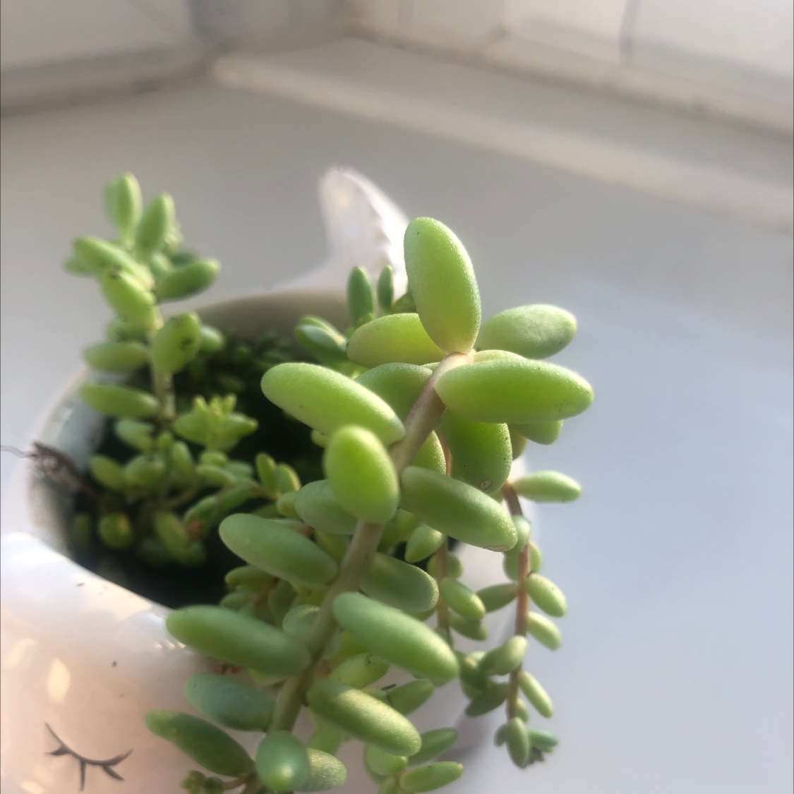 Healthy White Stonecrop succulent with small, fleshy green leaves in a small container.
