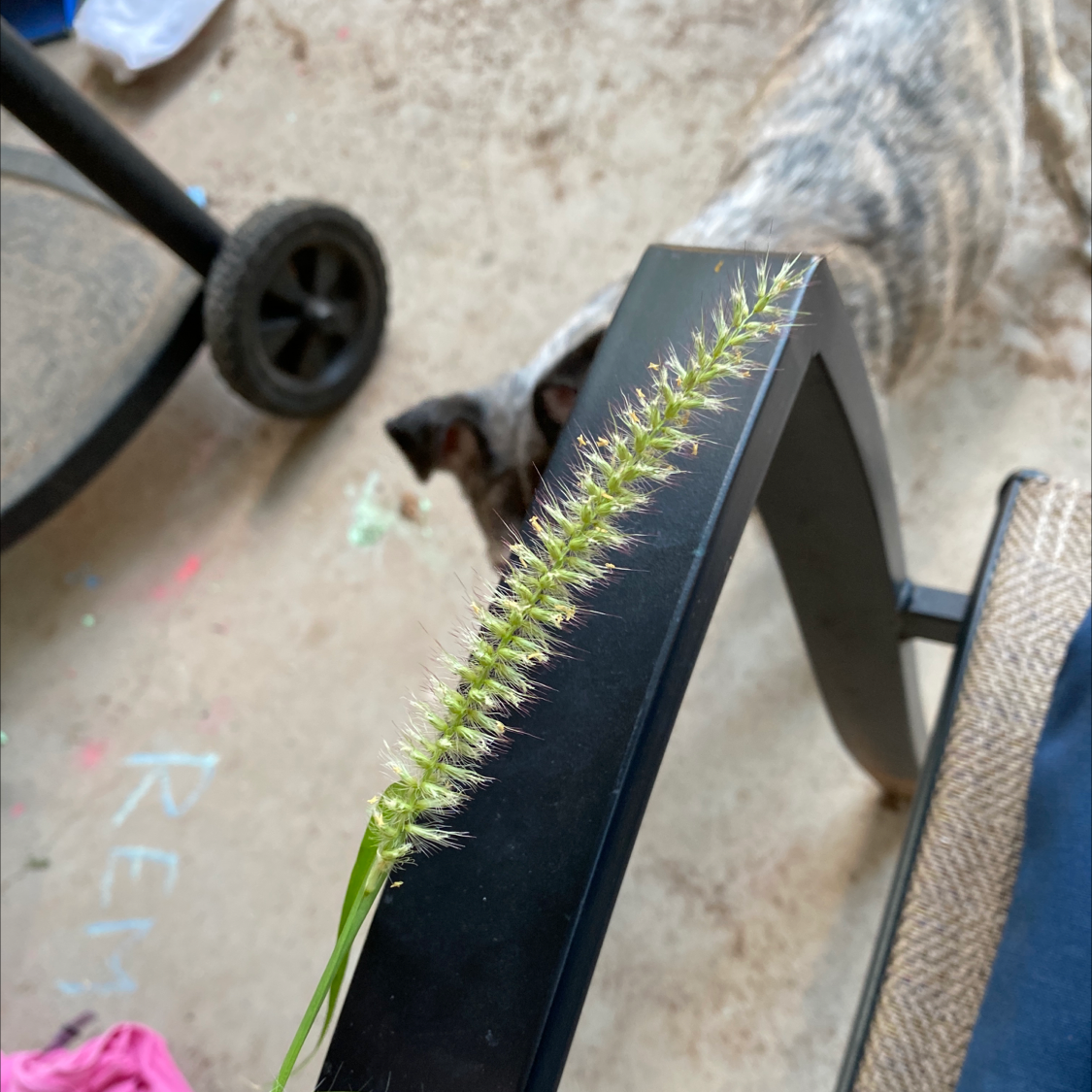 Photo of the plant species Pigeon Grass by Mel named Your plant on Greg, the plant care app