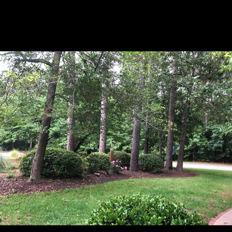 Photo of the plant species Pink Azalea by Joanne named Orlando Bloom on Greg, the plant care app