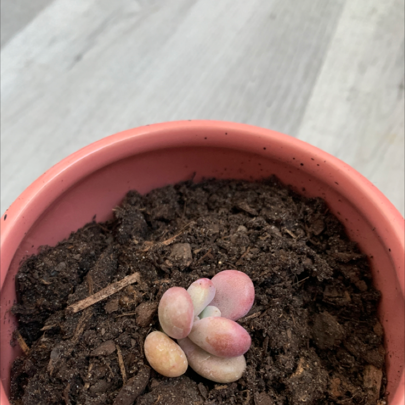 Pink Moonstones succulent in a pink pot with visible soil.
