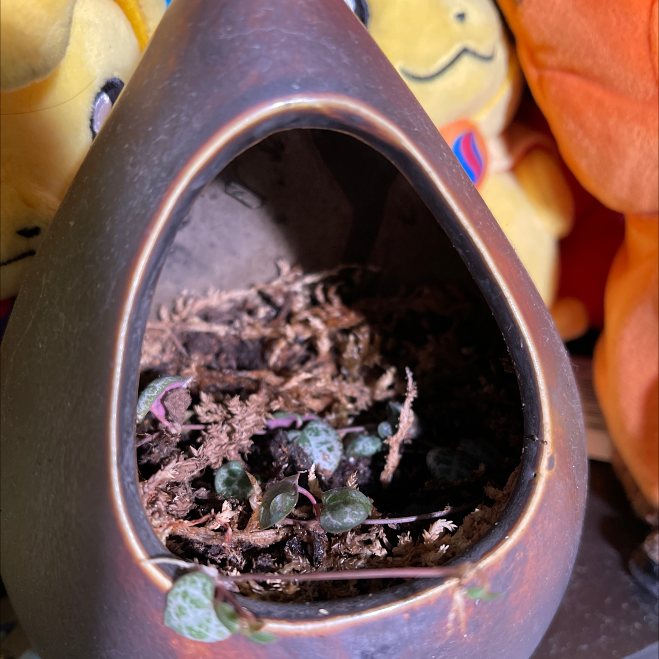 String of Hearts plant in a teardrop-shaped pot with minimal foliage and visible soil.
