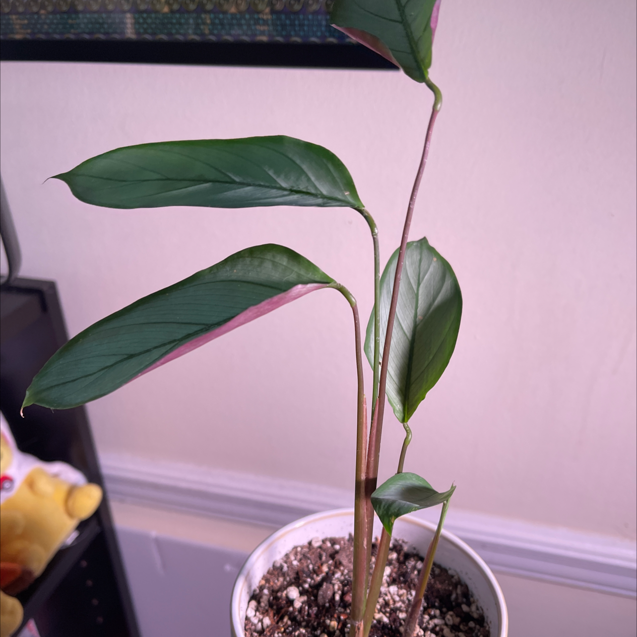 Potted Never Never Ctenanthe plant with green leaves and pinkish undersides.