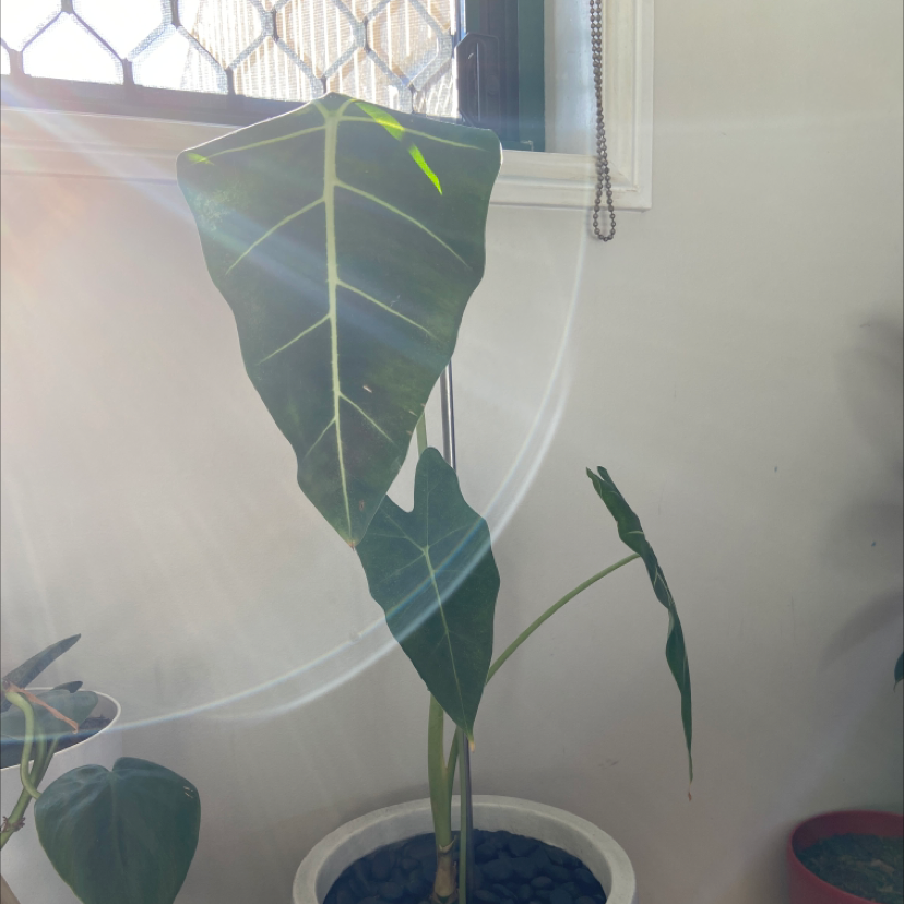 Green Velvet Alocasia plant photo by Abbey named Velvetine on Greg, the plant care app.