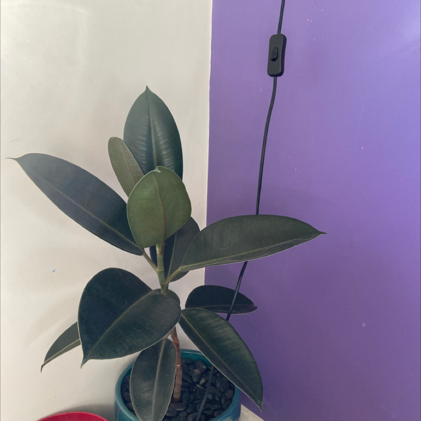 Rubber Plant plant photo by Abbey named Ficus on Greg, the plant care app.