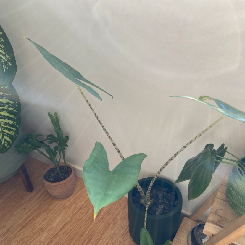 Zebra Elephant Ear plant photo by Abbey named Zebrina on Greg, the plant care app.