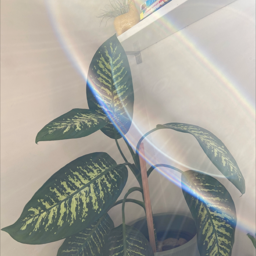Dieffenbachia plant photo by Abbey named Poppy dumbcane on Greg, the plant care app.