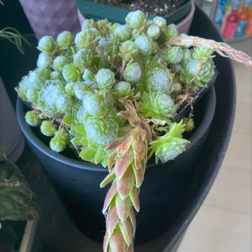Photo of the plant species Cobweb Hens and Chicks by John named Your plant on Greg, the plant care app