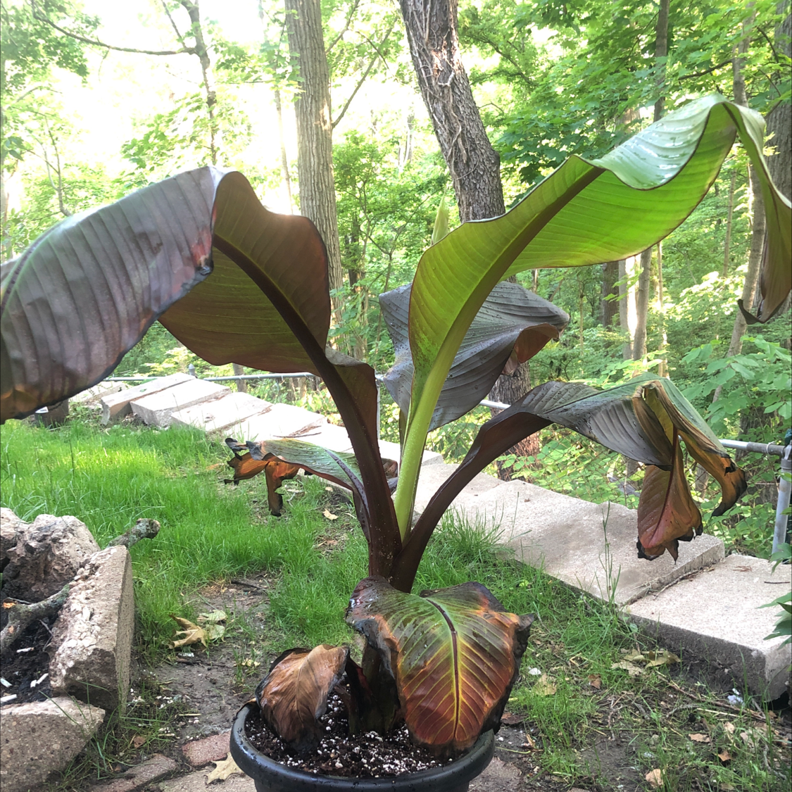 Abyssinian Banana plant in a pot outdoors with some browning leaves.